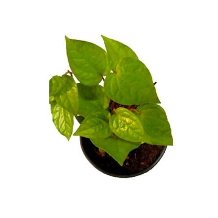 Maghai Paan,Piper Betel - Plant